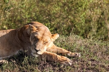 Lioness sleeping peacefully in the African savanna