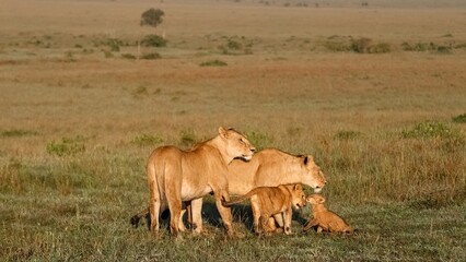 Fototapeta premium Two lionesses protecting their cubs in the Masai Mara National Reserve, Kenya