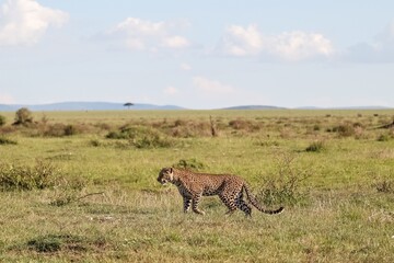 Leopard walking in the Masai Mara National Reserve, Kenya