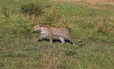 Leopard walking in the african savanna during a safari in Kenya