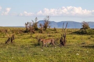 Leopard walking in the african savanna during a sunny day