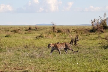 Leopard walking in the savannah in Kenya during a safari