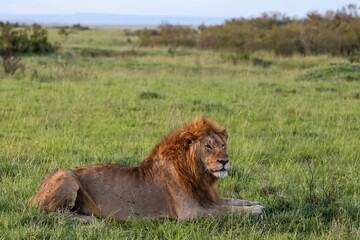 Majestic lion resting in the green grass of the african savanna