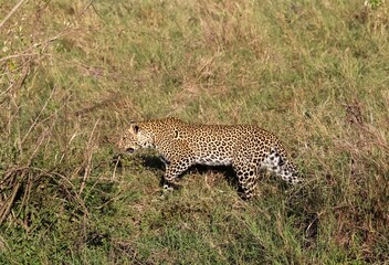 Leopard walking stealthily in the African savanna