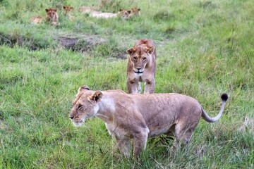 Lionesses walking in the savannah with cubs in background