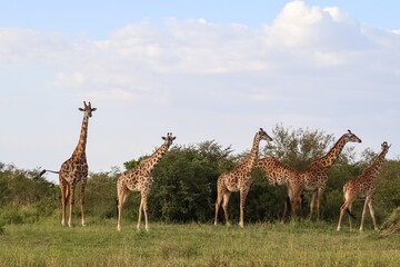 Giraffes enjoying african savanna landscape in Kenya