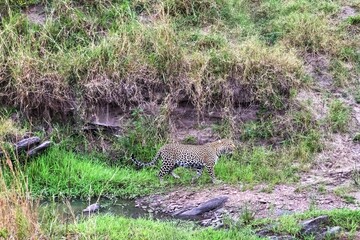 Leopard walking near a small river in the african savannah