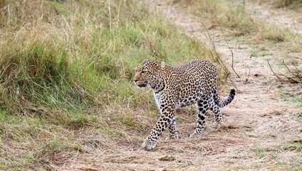 Leopard walking in the african savannah during a safari
