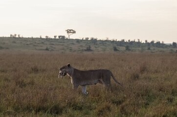 Lioness carrying cub in mouth walking through savanna in Masai Mara National Reserve, Kenya