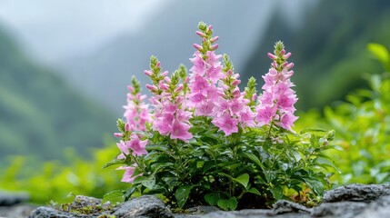 Serene pink wildflowers mountain nature photography calm botanical background