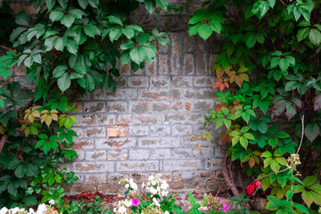 brick wall texture. bricks. brick wall