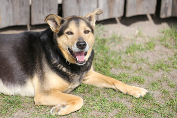 Happy village dog smiling. Mixed breed pet in sunlight. Relaxed dog on grass. Domestic animal portrait. Countryside wooden fence. Rural lifestyle. Cute cheerful dog enjoying spring.