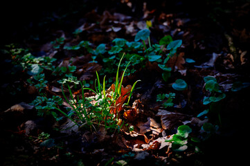 Green stems of grass in a spot of sunlight among fallen leaves, early spring.