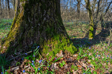 Oak trunk covered with moss and blooming Scilla flower  in spring forest.