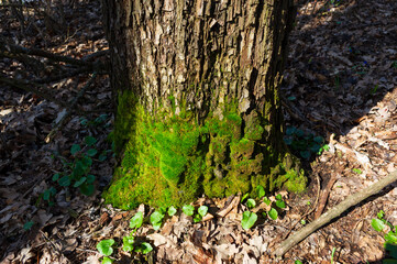 Oak trunk covered with moss and dry leaves in spring forest.
