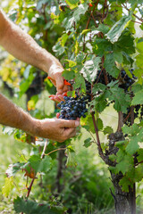A hand gently holds a bunch of ripe red grapes hanging from a vine in a sunny Italian vineyard,...