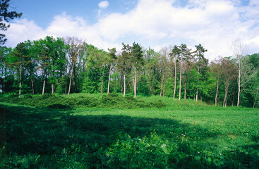 Pine trees on green meadow in botanical park.