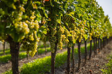 Abundant clusters of ripe white grapes hang from a vibrant vine with green leaves in a sunny vineyard