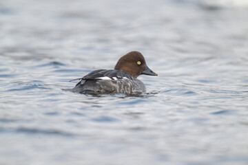 Goldeneye duck female close up in a lake