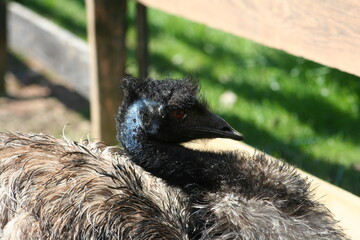 Emu