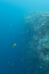 Calanggaman Island 3