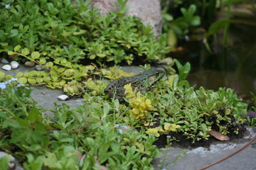 Frog in the pond