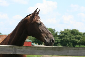 portrait of a horse