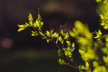 Fresh spring leaves grow. Nature comes alive. Green buds open. New season begins. Soft sunlight glows. Peaceful branch moment. Early growth scene. Shallow depth calm feel.