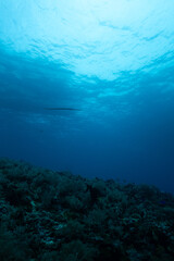 Fototapeta premium Frogfish Rock 3