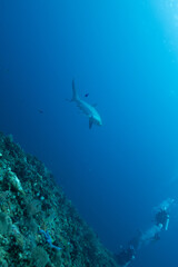 Fototapeta premium Hard Coral Slope 3