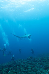 Obraz premium Mangrove Forest 2