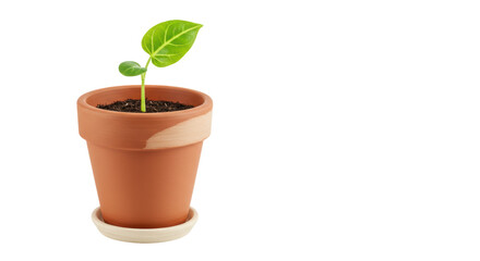 Isolated small plant in pot