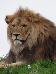 Picture male lion