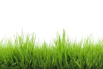 Fototapeta premium Vibrant grass close-up. Highlights nature’s vitality and simplicity. Used in gardening ads, eco-product packaging, or minimalist designs.