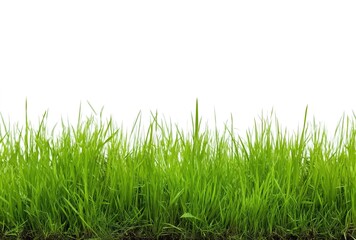 Fototapeta premium Vibrant grass close-up. Highlights nature’s vitality and simplicity. Used in gardening ads, eco-product packaging, or minimalist designs.