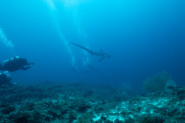 Thresher shark with diver 3