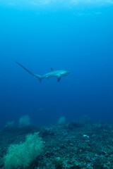 Fototapeta premium White Tip Alley 2