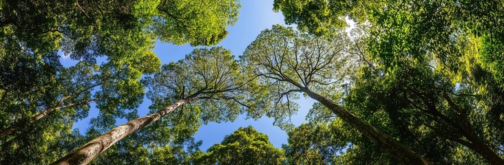Fototapeta premium Forest canopy perspective. Upward view emphasizes nature’s grandeur. Used in travel guides, environmental education, or outdoor gear ads. 