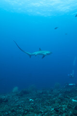 Thresher Shark 1