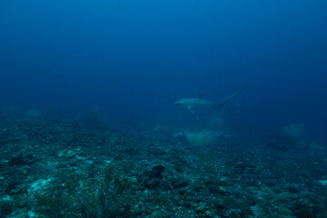 Obraz premium White Tip Shark 2