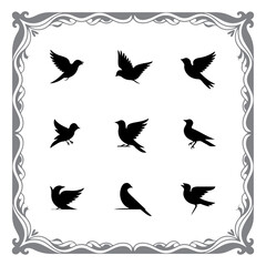 Silhouette Compilation of Wild Birds