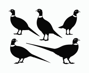 Fototapeta premium Ring Necked Pheasant Silhouette EPS Vector Template