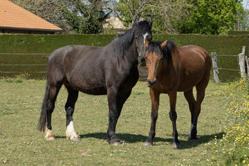 Chevaux au p&acirc;turage	