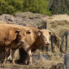 Veaux limousins au râtelier à foin