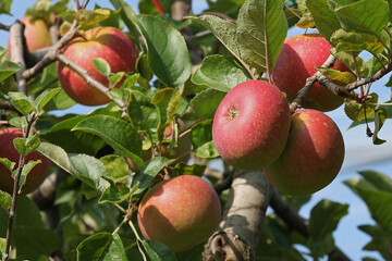 Pommes rouges variété Jonagold	