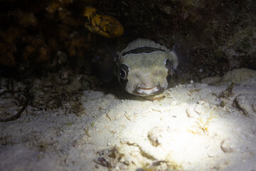 Nalusuan Island 3