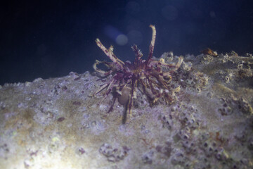 Coral Garden 1