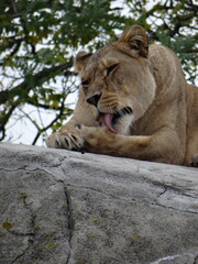 Obraz premium female lion liking