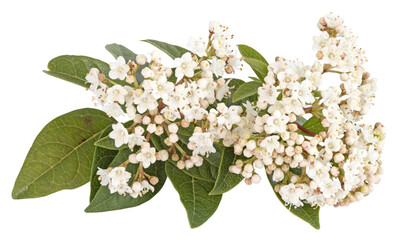 Fleurs de Viburnum tinus	