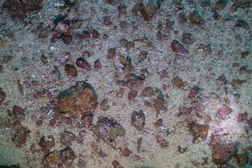 Grouper 3